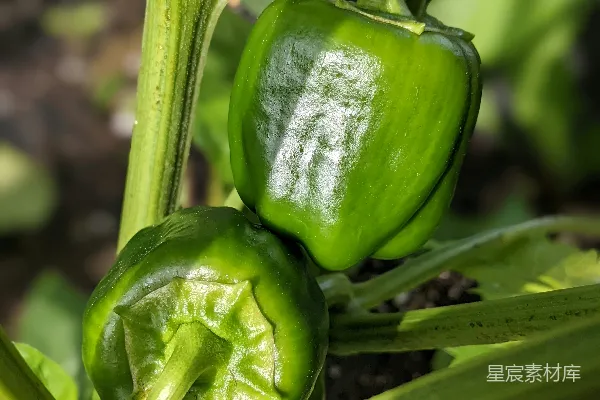 绿椒植株上