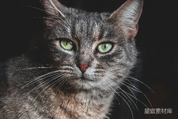 高清摄影 一只棕色虎斑猫在黑色背景前。
