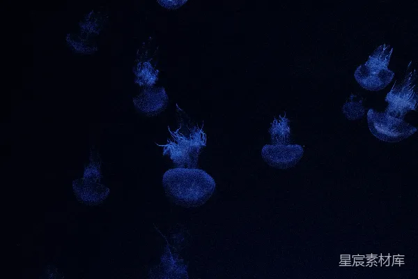 一群浮游在暗水中的水母
