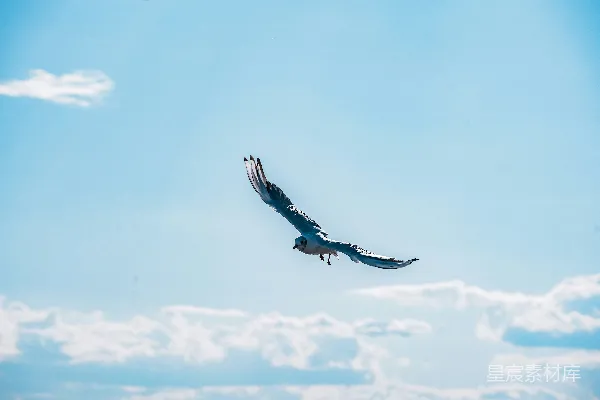 一只大鸟在蔚蓝的天空中飞翔