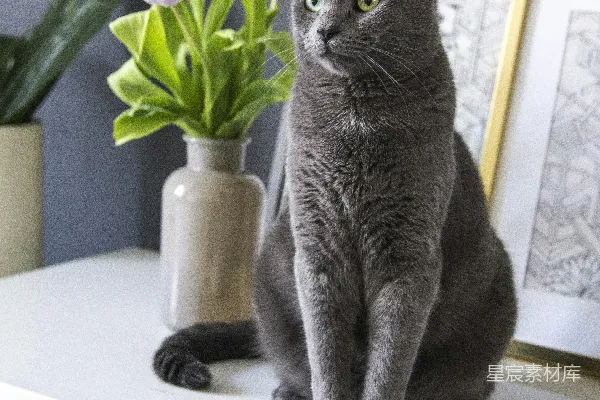 高清摄影 蓝猫在白桌上