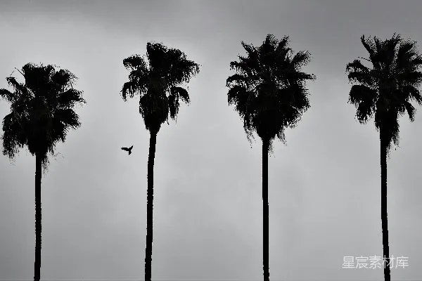 高清摄影 棕榈树在灰蒙蒙的天空下的剪影