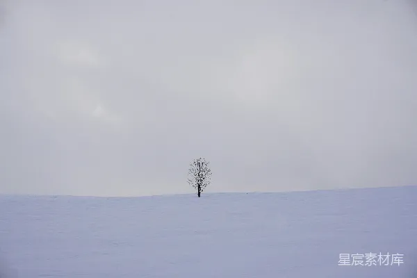 高清摄影 一片雪地中央的一棵孤树