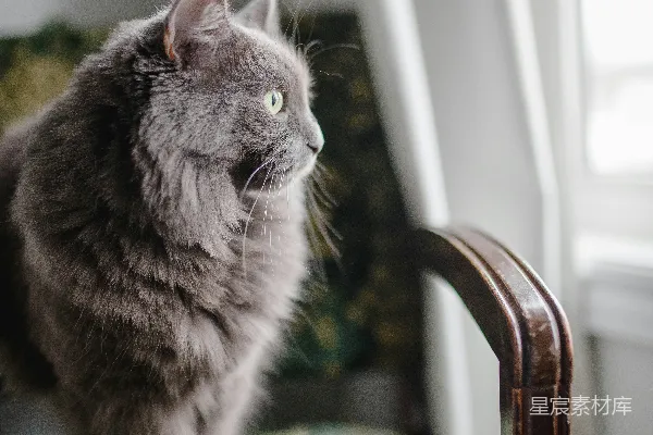 高清摄影 灰色波斯猫坐在带垫子的椅子上