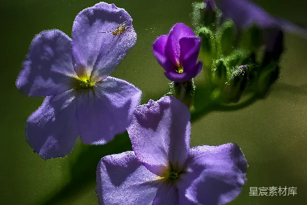 macro拍摄的紫色花朵