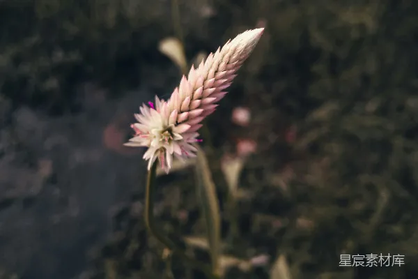 从地上长出的花朵