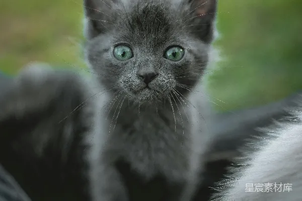 高清摄影 灰猫的特写摄影