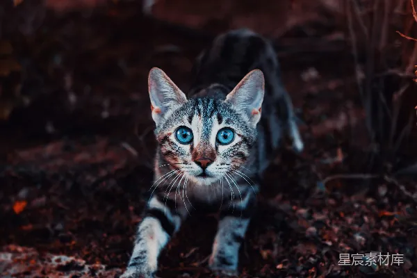 高清摄影 棕色虎斑猫在棕色土壤上行走