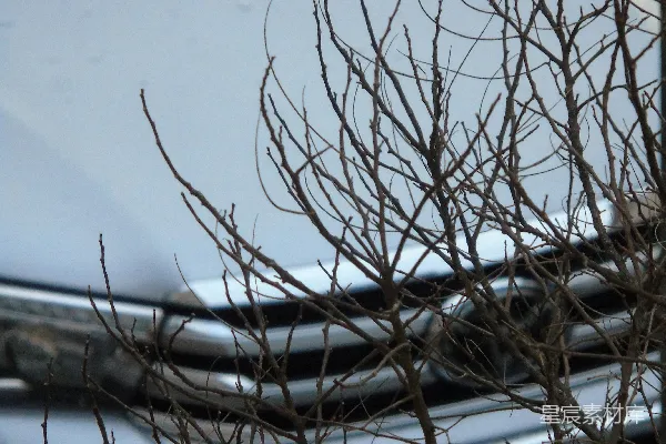 高清摄影 在积雪覆盖的地面上，有一棵棕色的光秃秃的树。
