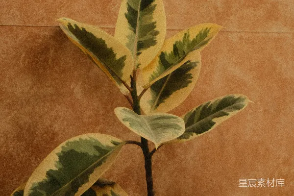 多彩橡胶植物衬托着纹理繁复的木头。