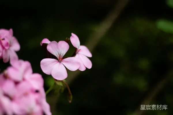 一朵粉红色花朵的特写，背景模糊。