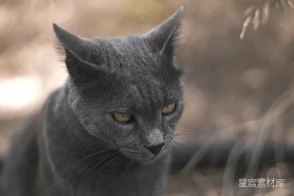 高清摄影 俄罗斯蓝猫在微距镜头下