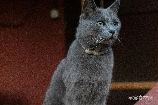 高清摄影 一只灰色的猫坐在屋顶上