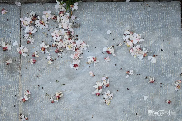 高清摄影 灰色混凝土地面上有白色和红色的花朵