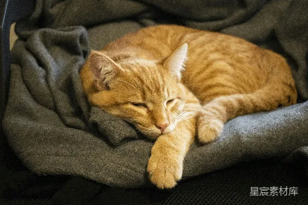 高清摄影 一只橙色的猫在毯子上睡觉