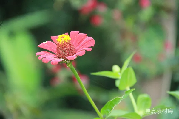一朵黄色中心的花