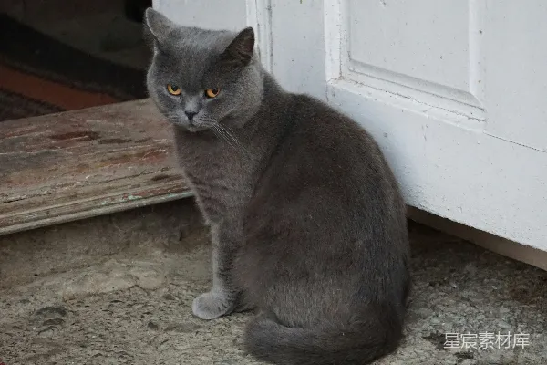 高清摄影 一只灰色的猫坐在门前。