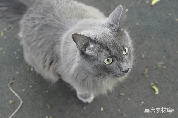 高清摄影 一只蓬松的灰色猫向上看。