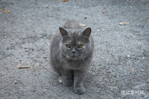 高清摄影 一只灰色的猫坐在砾石路上。