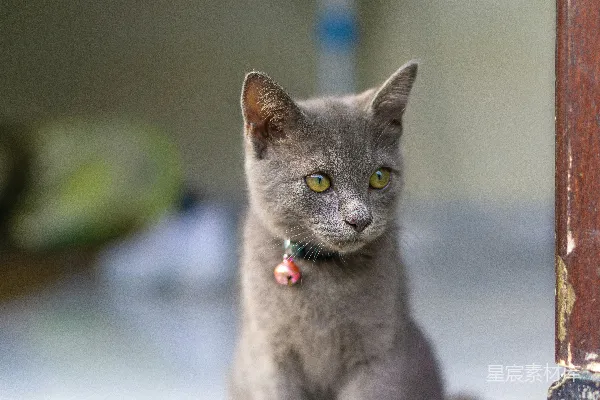 高清摄影 灰小猫