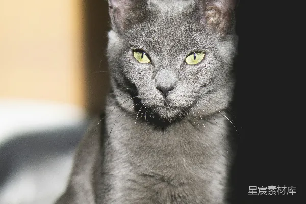 高清摄影 灰色的猫