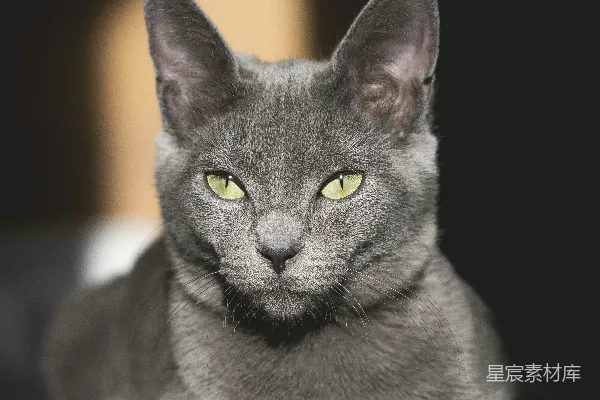 高清摄影 灰色短毛猫