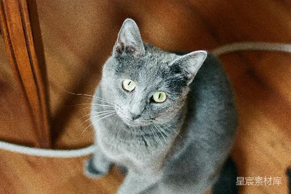 高清摄影 蓝猫坐在棕色木制地板上