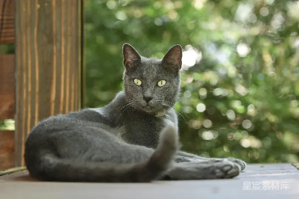 高清摄影 一只灰色的猫坐在木制地板上