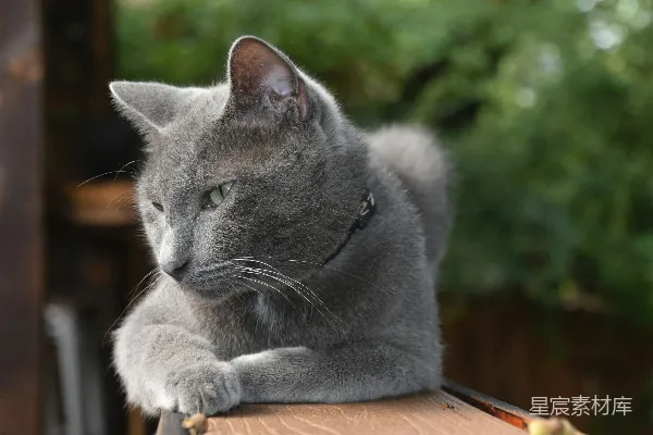 高清摄影 一只灰色的猫坐在一个木盒的上面
