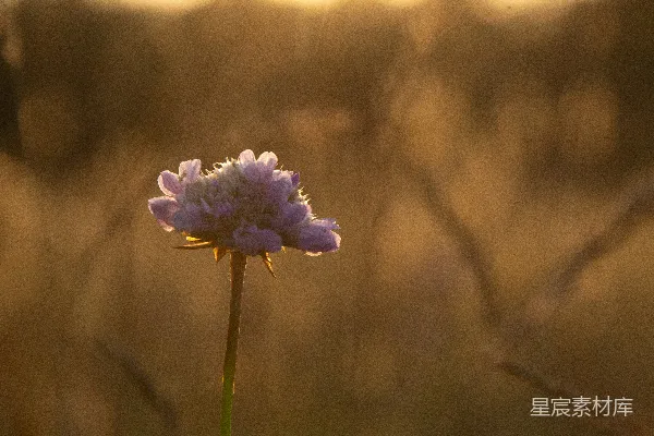 田野中一朵紫色的花