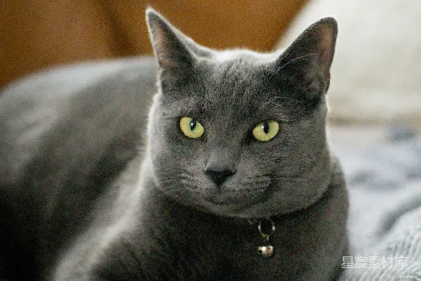 高清摄影 一只猫躺在毯子上
