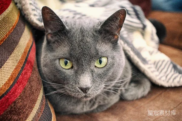 高清摄影 一只猫躺在毯子上