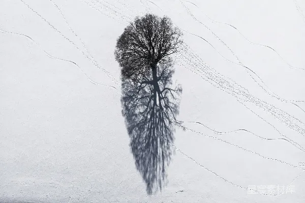 一棵孤树投在雪地里的影子