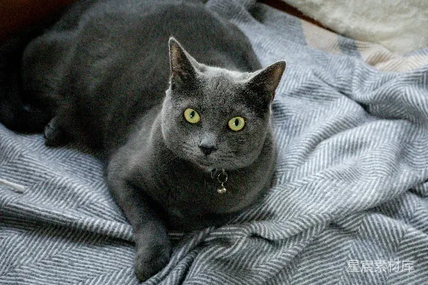 高清摄影 一只猫躺在毯子上