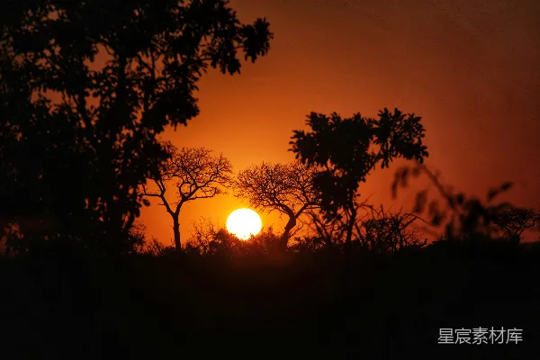 夕阳落在一些树后
