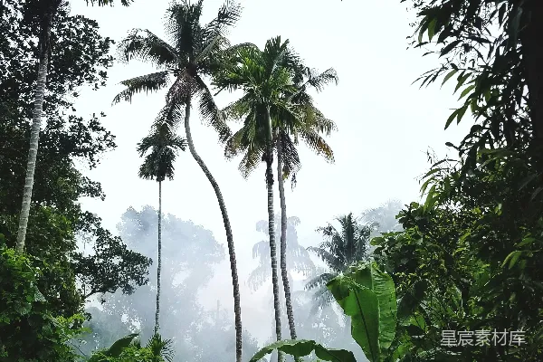 白天绿油油的棕榈树下是蓝天。