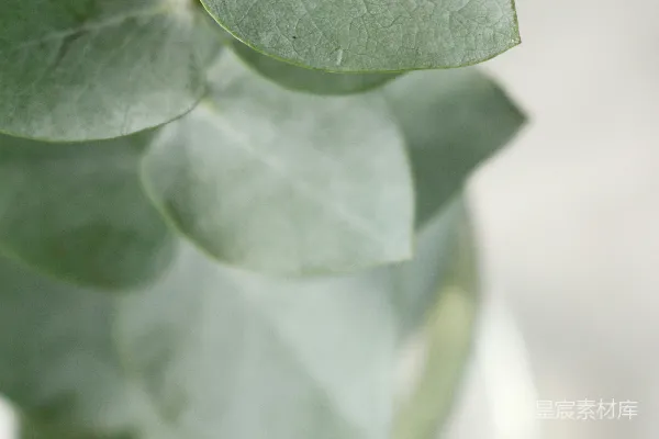 高清摄影 薄荷植物的浅景深摄影