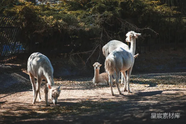 一群被围栏包围的 llama 和一只安第斯绵羊