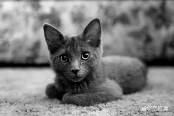 高清摄影 灰色的猫坐在布上