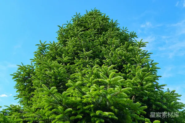 一棵繁茂的绿色松树矗立在蔚蓝的天空下。