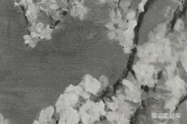 高清摄影 一张黑白照片，展示了一棵开满白色花朵的树。