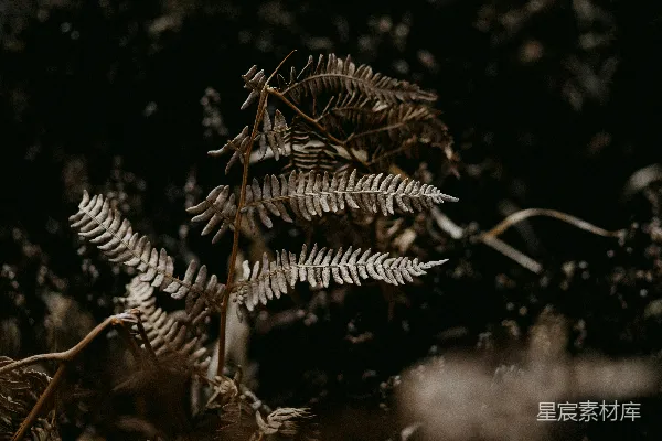 高清摄影 灰度照片中的松树