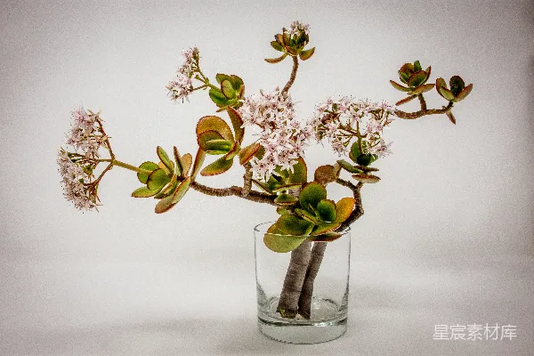 绿色植物