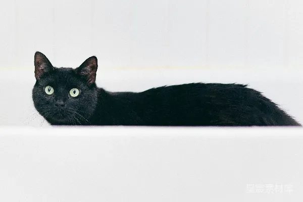 一只黑猫坐在浴缸里，眼睛是绿色的。