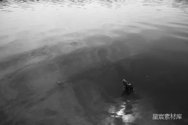 高清摄影 一张黑白照片，一只鸟在水中。