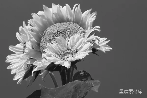 高清摄影 一群白花