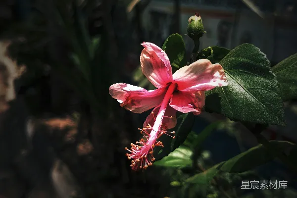 背景中有一朵带有绿色叶子的粉色花朵。