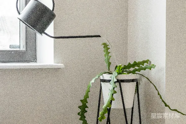 绿色植物放在白色花盆里