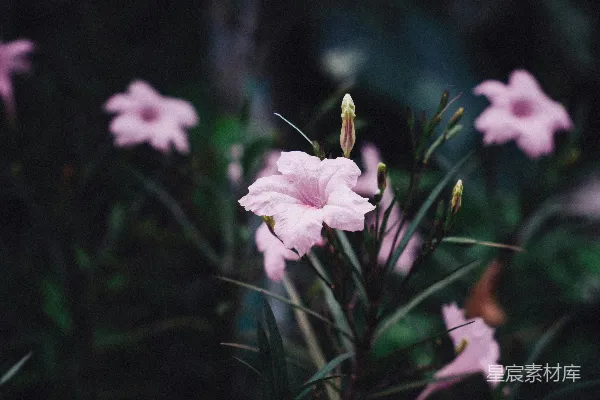 淡粉色的花朵在浓密的绿叶中盛开。