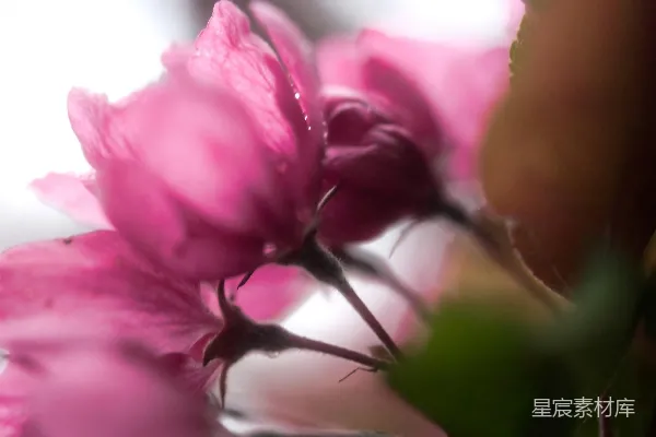 柔和焦点的粉色花朵在轻柔的光线下。